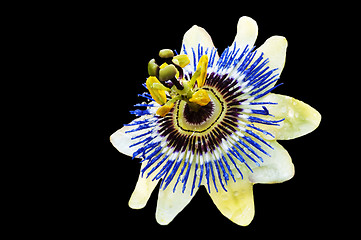 Image showing passion flower