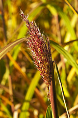 Image showing switch grass with flower