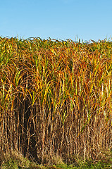 Image showing switch grass in golden evening sun