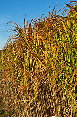 Image showing switch grass in golden evening sun