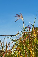 Image showing switch grass with flower