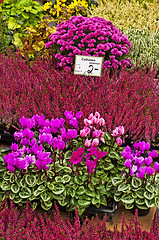 Image showing offer of garden flowers for autumn