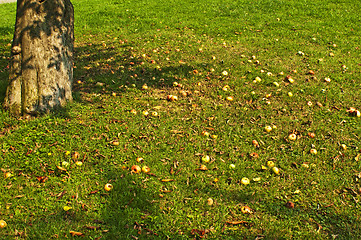 Image showing fallen apples