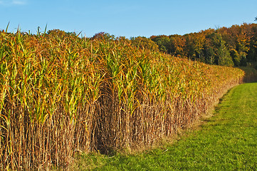 Image showing switch grass in golden evening sun