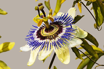 Image showing passion flower