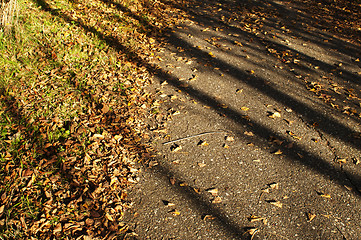 Image showing leaves in autumn