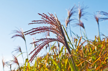 Image showing switch grass with flower