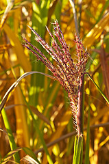 Image showing switch grass with flower