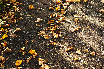 Image showing leaves in autumn