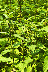 Image showing stinging-nettle