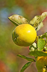 Image showing quince