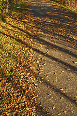 Image showing leaves in autumn