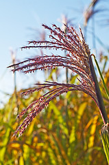 Image showing switch grass with flower