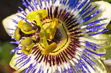 Image showing passion flower