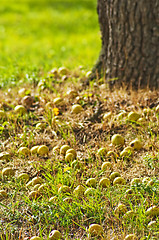 Image showing fallen apples