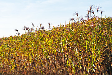 Image showing switch grass with flower