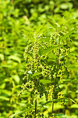 Image showing stinging-nettle