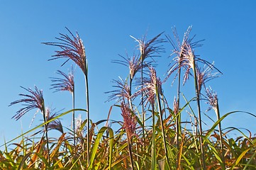 Image showing switch grass with flower
