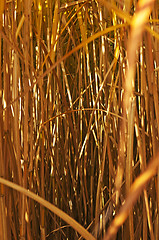 Image showing switch grass in golden evening sun