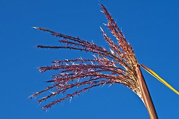 Image showing switch grass with flower