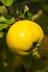 Image showing quince