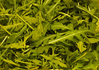 Image showing Rucola