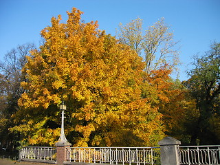 Image showing autumn tree by Singel