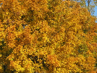 Image showing autumn tree