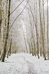 Image showing Alley in the Park later in the autumn. First snow 