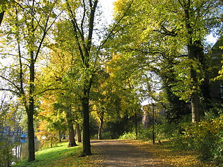 Image showing Trees around path