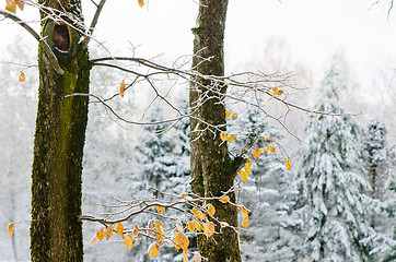 Image showing  yellow leaves on the tree covered with the first snow in the Wo