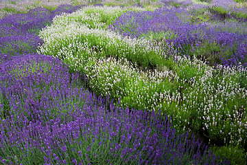 Image showing Lavander field in Yorkshire Dales