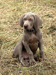 Image showing Weimaraner Short-haired dog 
