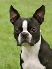 Image showing Boston Terrier 