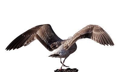 Image showing Soaring seagull