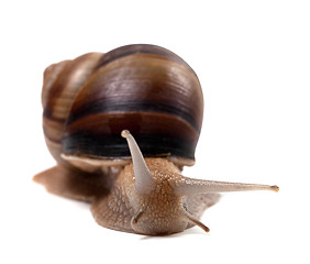 Image showing Snail. Front view. 