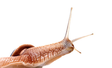 Image showing Funny snail looking away