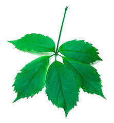 Image showing Green virginia creeper leaves