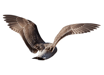 Image showing Flying seagull isolated on white background