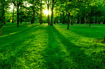 Image showing Low setting sun in green park 