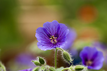 Image showing geranium sylvaticum