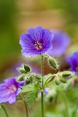 Image showing geranium sylvaticum