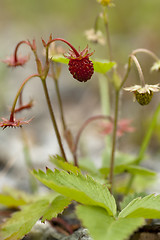 Image showing wild strawberries