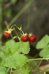 Image showing wild strawberries