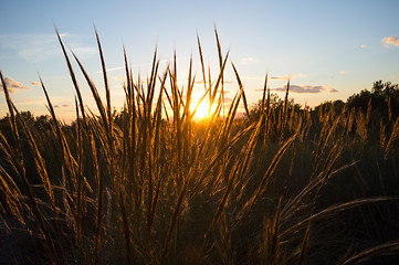 Image showing Esparto grass