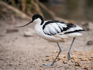 Image showing Wader: black and white Pied avocet