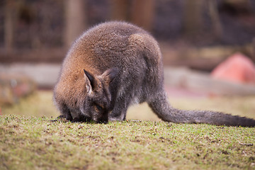 Image showing Marsupials: Wallaby feeding on the grass