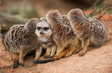 Image showing Be different: group of meerkats looking out