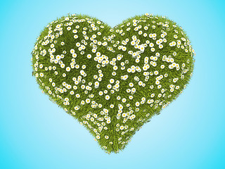 Image showing Green grass heart shape with camomile flowers over blue