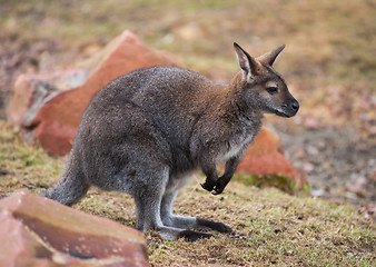 Image showing Wallaby: wildlife and animals of Australia